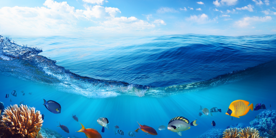 Vue à moitié sous-marine montrant la surface de la mer et des poissons nageant en dessous