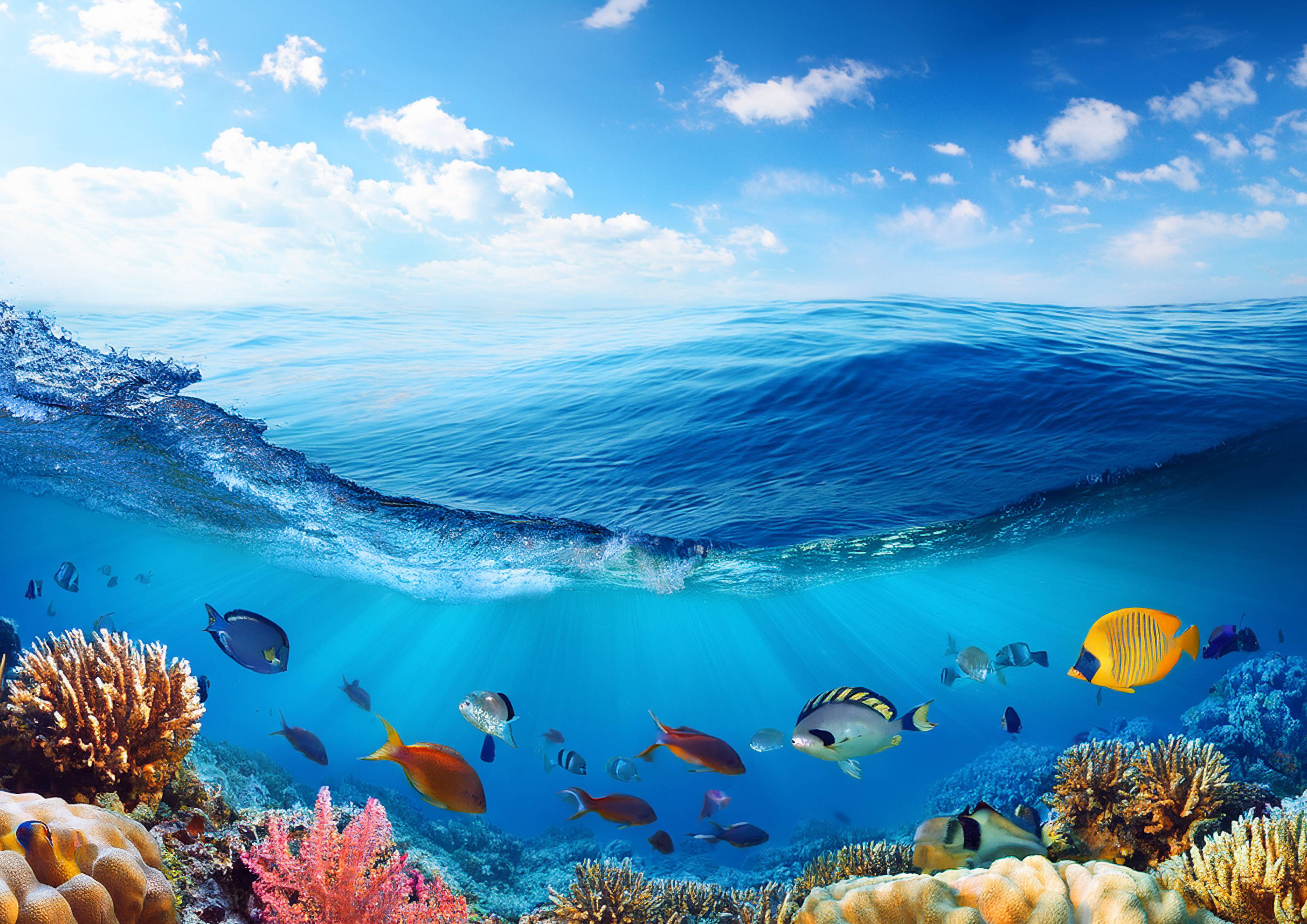 Vue à moitié sous-marine montrant la surface de la mer et des poissons nageant en dessous