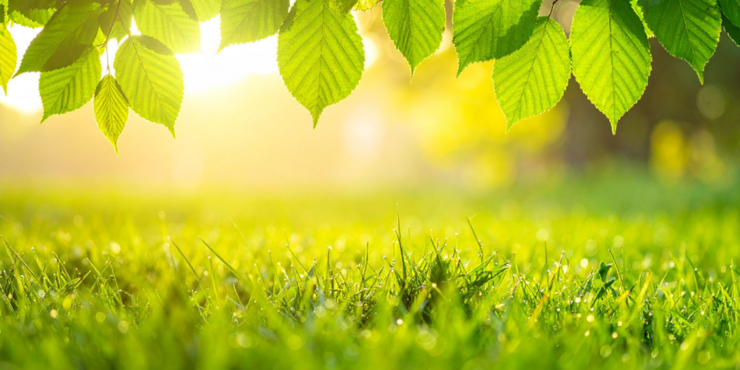 Paysage de nature verdoyante sublimé par un rayon de soleil