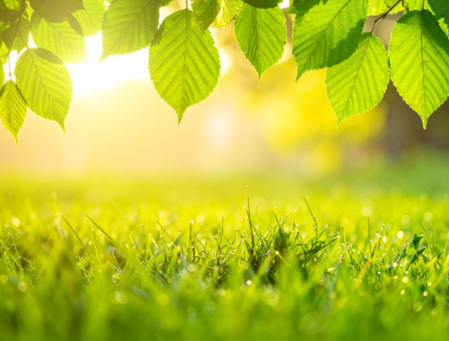 Paysage de nature verdoyante sublimé par un rayon de soleil