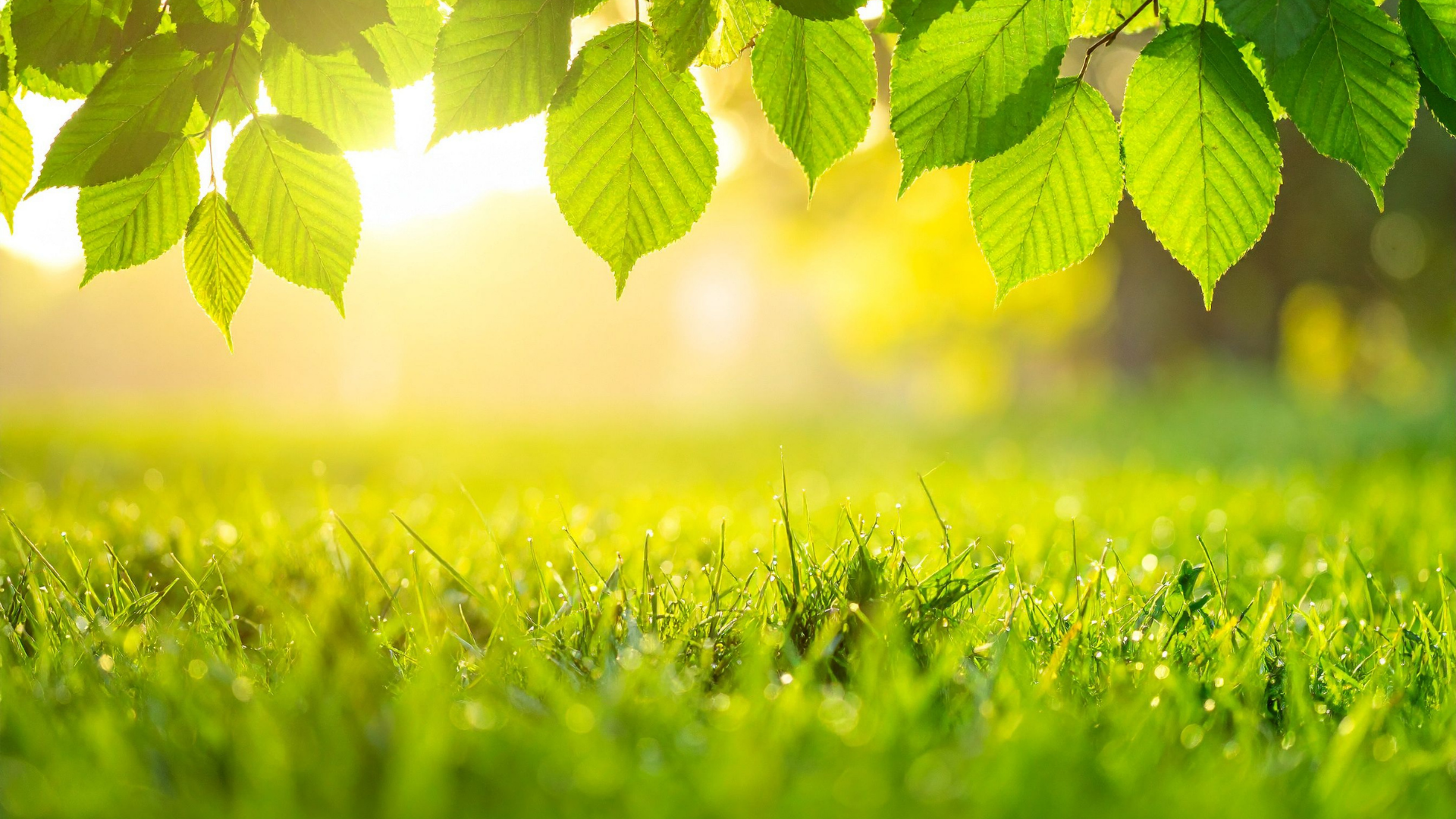 Paysage de nature verdoyante sublimé par un rayon de soleil