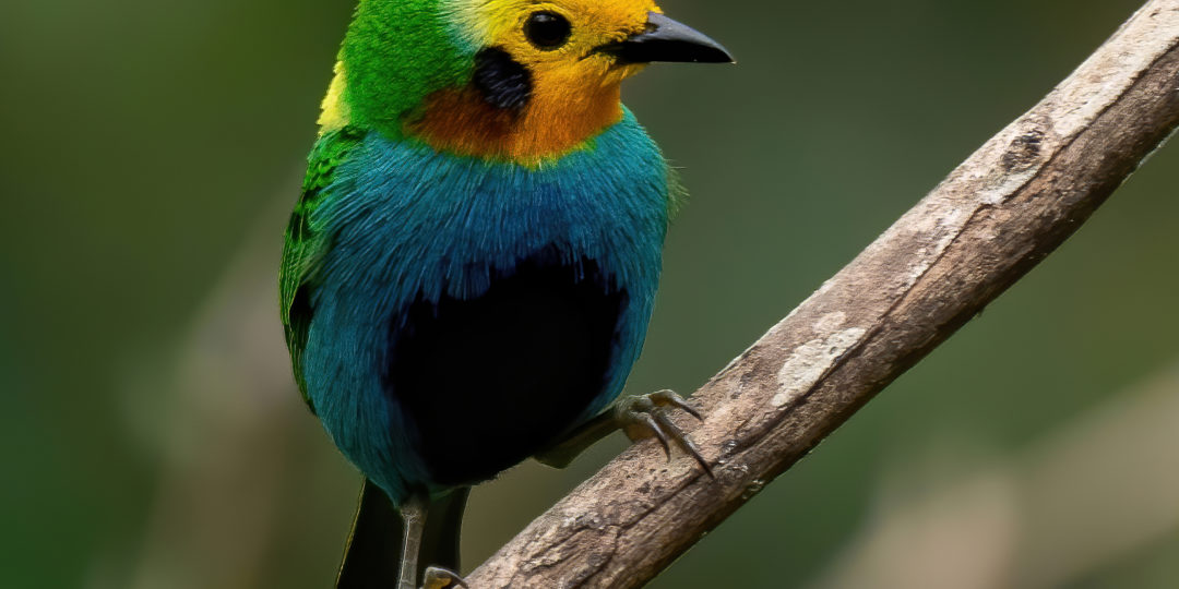 Oiseau tropical de Colombie illustrant une conférence sur les gardiens des oiseaux et la protection de la biodiversité colombienne.