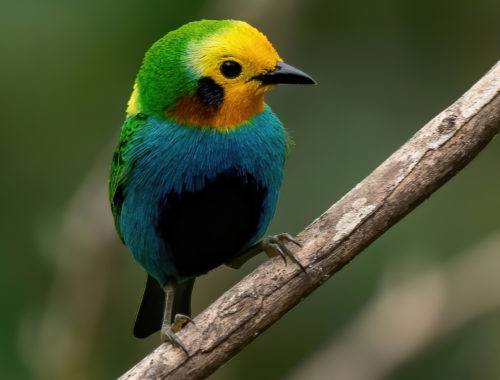 Oiseau tropical de Colombie illustrant une conférence sur les gardiens des oiseaux et la protection de la biodiversité colombienne.