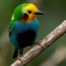 Oiseau tropical de Colombie illustrant une conférence sur les gardiens des oiseaux et la protection de la biodiversité colombienne.