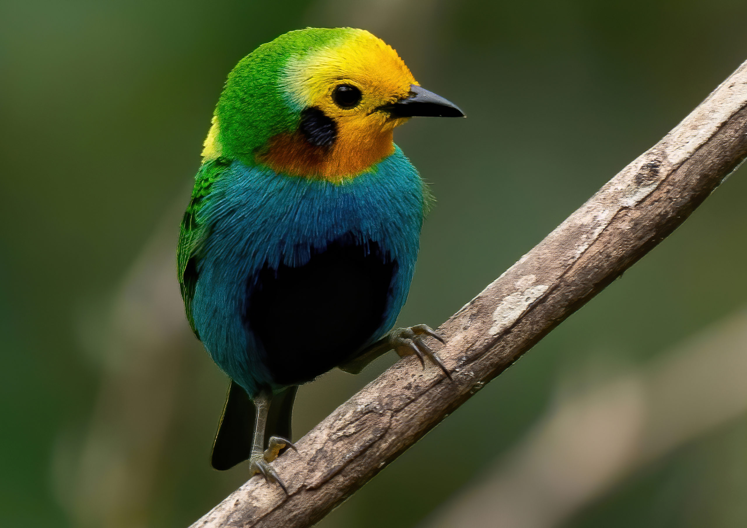 Oiseau tropical de Colombie illustrant une conférence sur les gardiens des oiseaux et la protection de la biodiversité colombienne.
