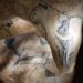Visuel représentant différentes traces animalières laissé par l'homme dans des grottes.