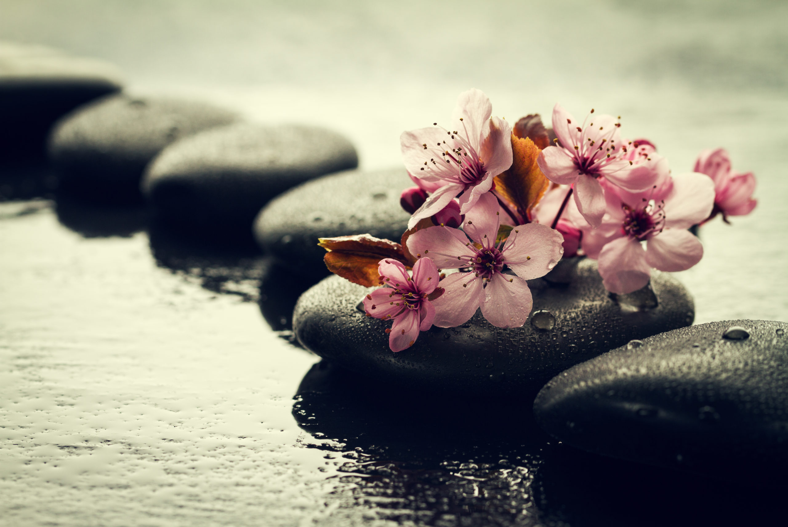 Pierres de massage et fleurs roses symbolisant un atelier Ayurveda consacré au bien-être, à la relaxation et à l'équilibre du corps et de l'esprit.